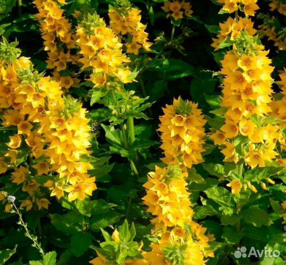 Рассада цветов