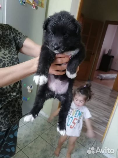 Щенок