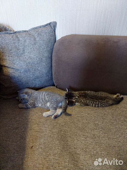 Шотландская кошка