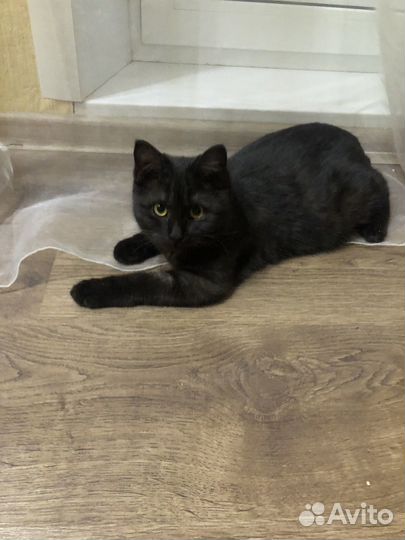 Котята в добрые руки бесплатно