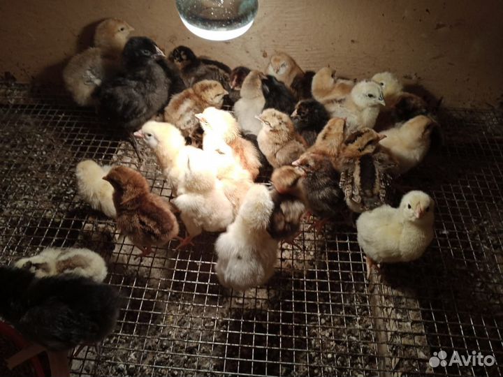 Цыплята