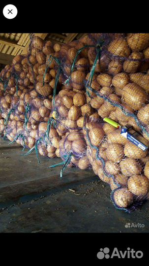 Картофель Аризона от производителя.не склад