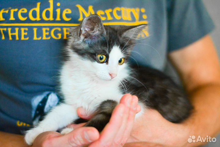 Котенок пушистый гремлин