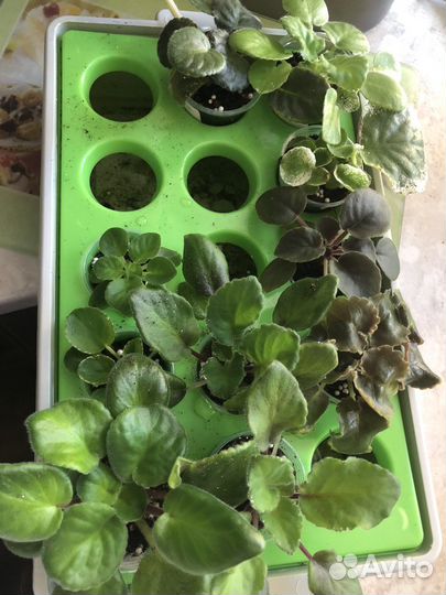 Детки фиалок