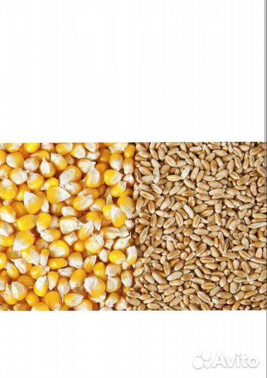 Пшеница, кукуруза