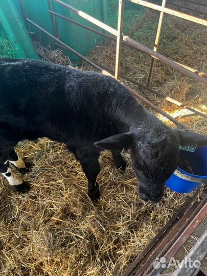 Телята бычки скот с доставкой до двора