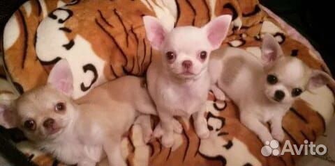Малыши чихуахуа