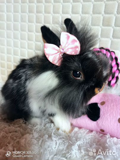 Карликовые кролики