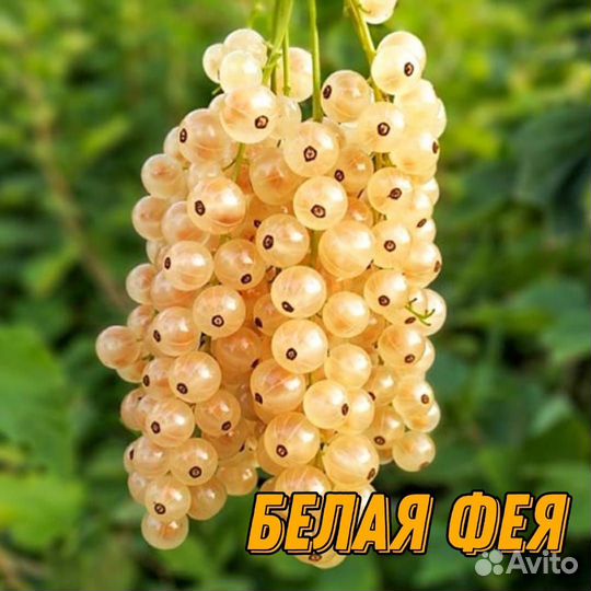 Саженцы смородины и крыжовник