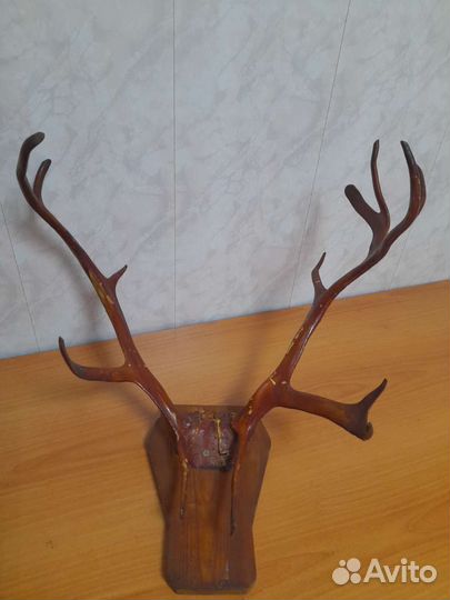 Рога оленя