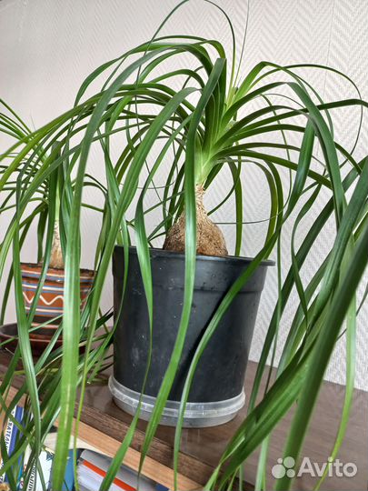 Растение Нолина Бокарнея