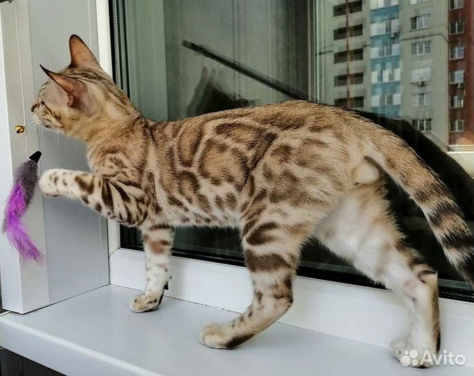 Бенгальский снежный мальчик mink