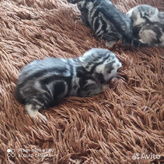 Шотландские котята- тигрята