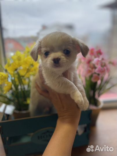 Щенки чихуахуа разных окрасов