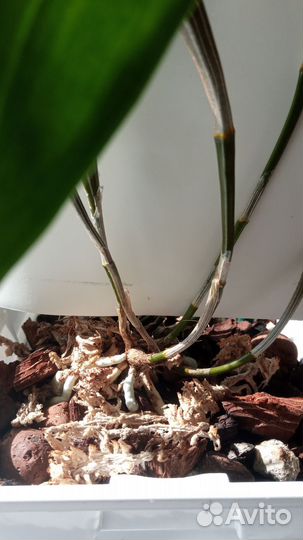 Орхидея дендробиум