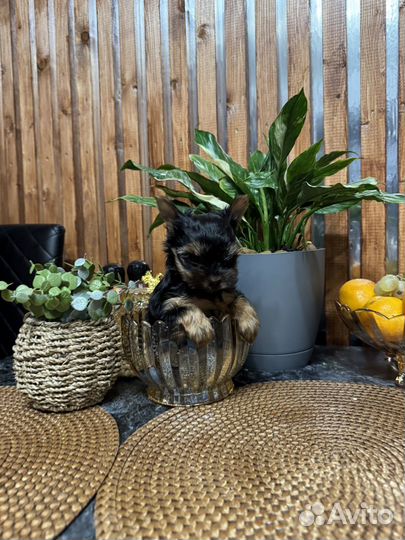 Йоркширский терьер мини