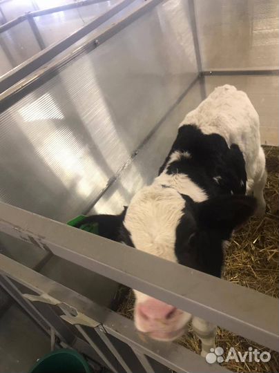 Бычки и телки