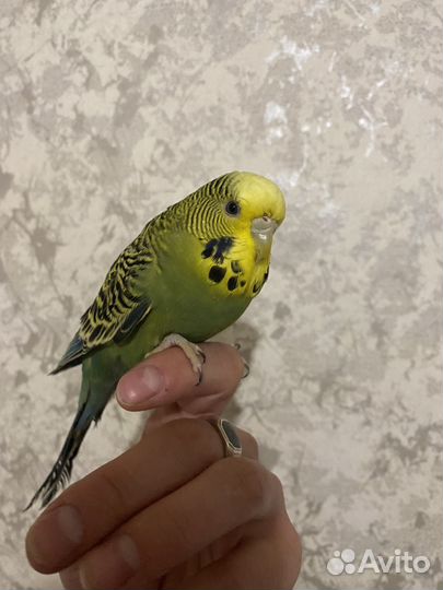 Попугаи ввп чехи