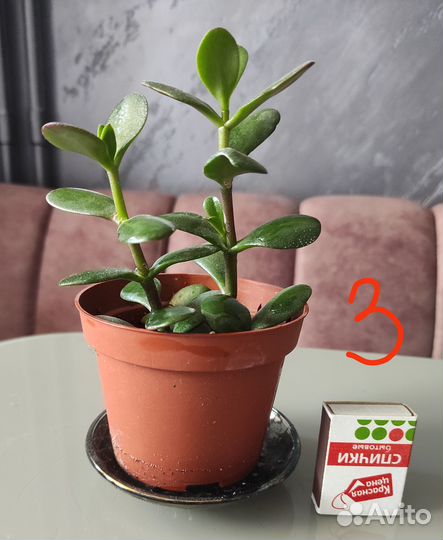 Денежное дерево толстянка крассула