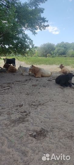 Бычки и быки