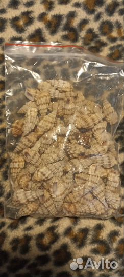 Морские ракушки