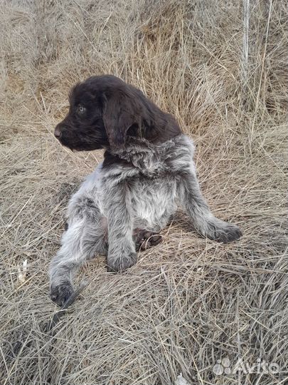 Щенки дратхаара