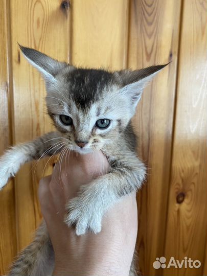 Котята чаузи