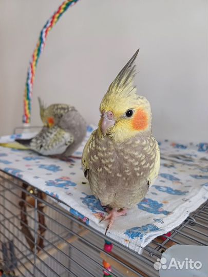 Попугай корелла