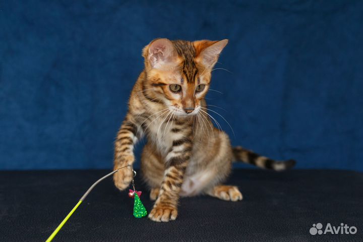 Тойгер котята