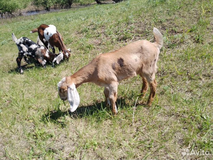 Нубийские козлята