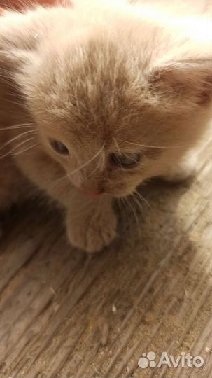 Котёнок мальчик в добрые руки