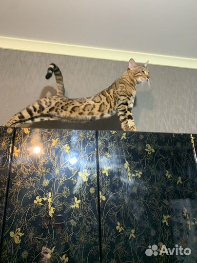 Бенгальский кот вязка моздок