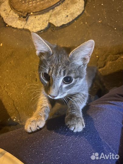 Котенок бесплатно мальчик 2,5-3 месяца