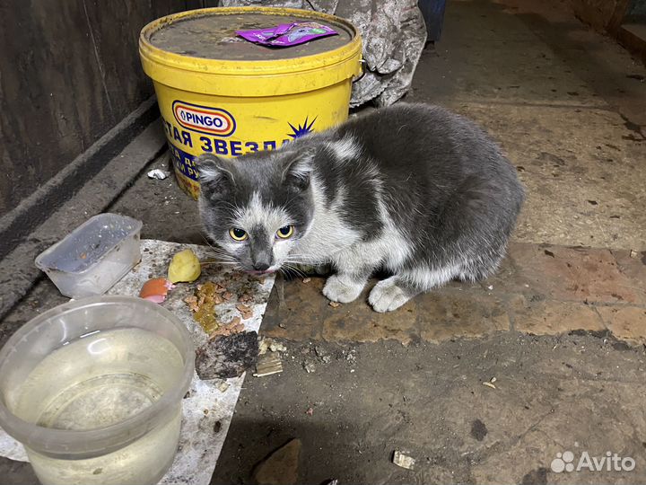 Котик ищет дом