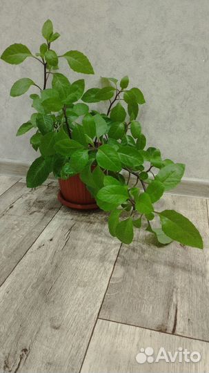 Джинура,листья бога