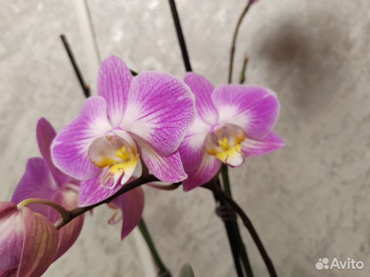 Орхидея фаленопсис