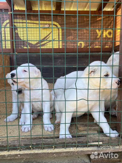 Щенки алабая