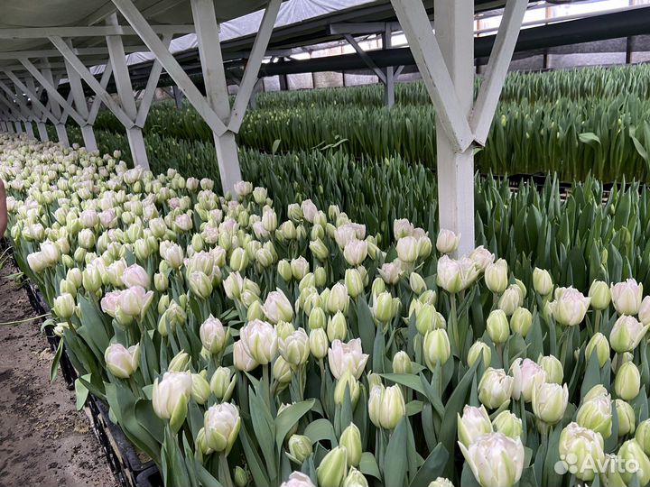 Тюльпаны от производителя