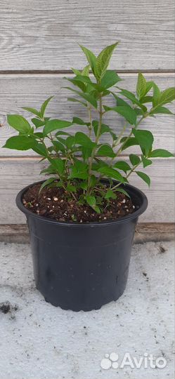 Гортензия полярный медведь саженц горшок 3 литра