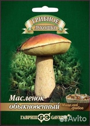 Мицелий грибов