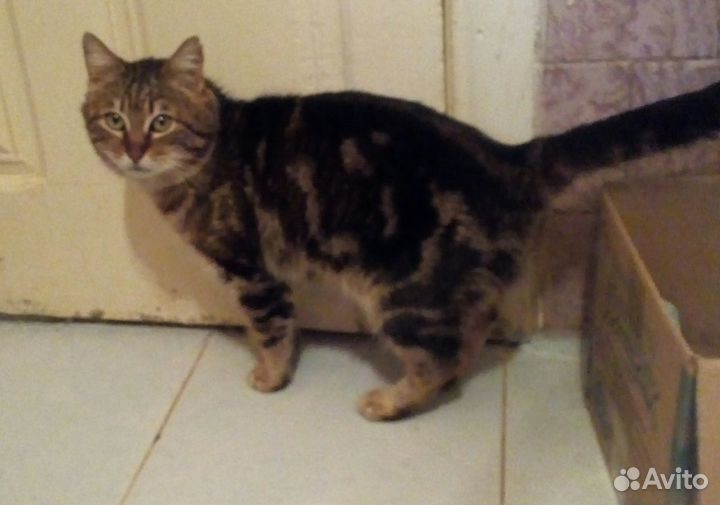 Бенгальский