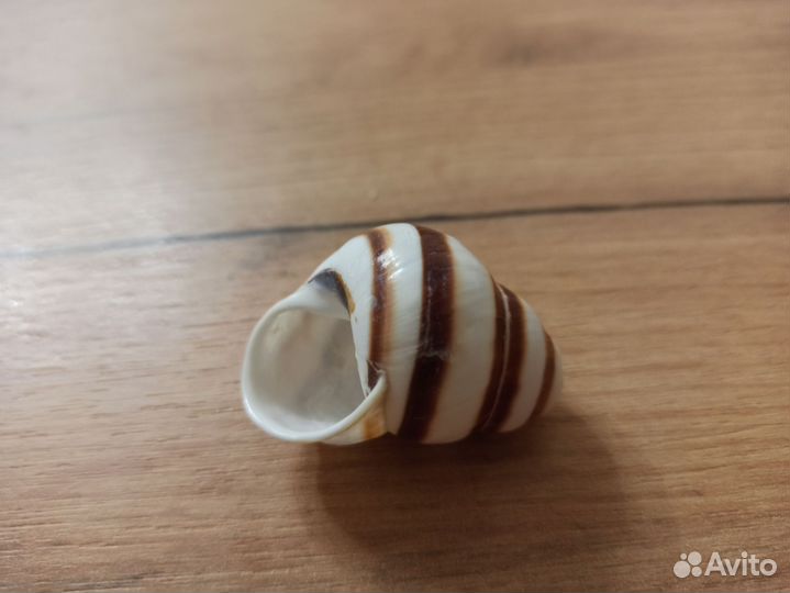 Морская раковина