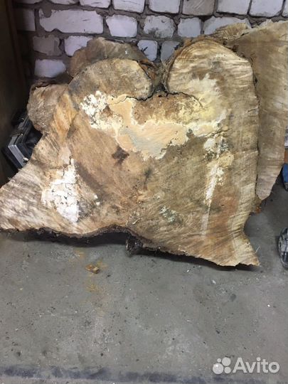 Торцевые спилы деревьев