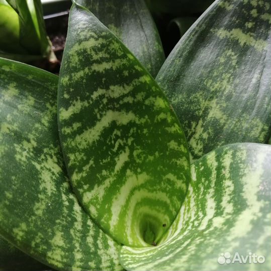 Сансевиерия Ханни и Циссус/Березка