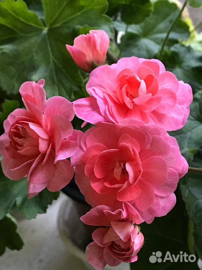 Petrei Bella пеларгония герань