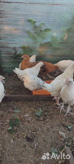 Породистые молодые петушки