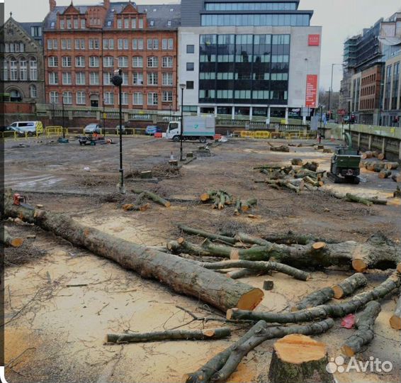 Спил деревьев