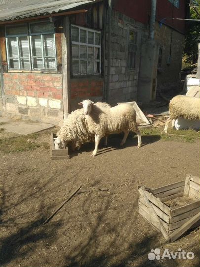 Баран продажа или обмен на ярку