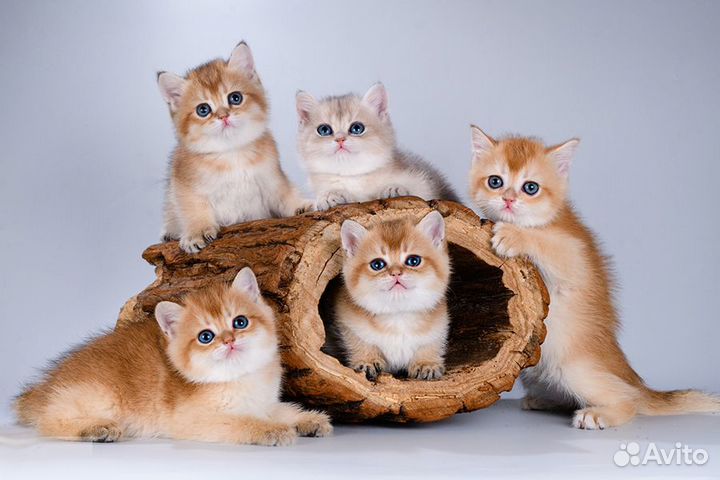 Британцы. Толстощекие золотистые любимцы. Красота