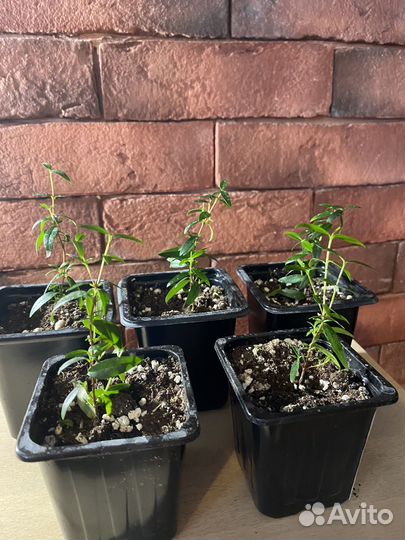 Комнатные цветы мирт